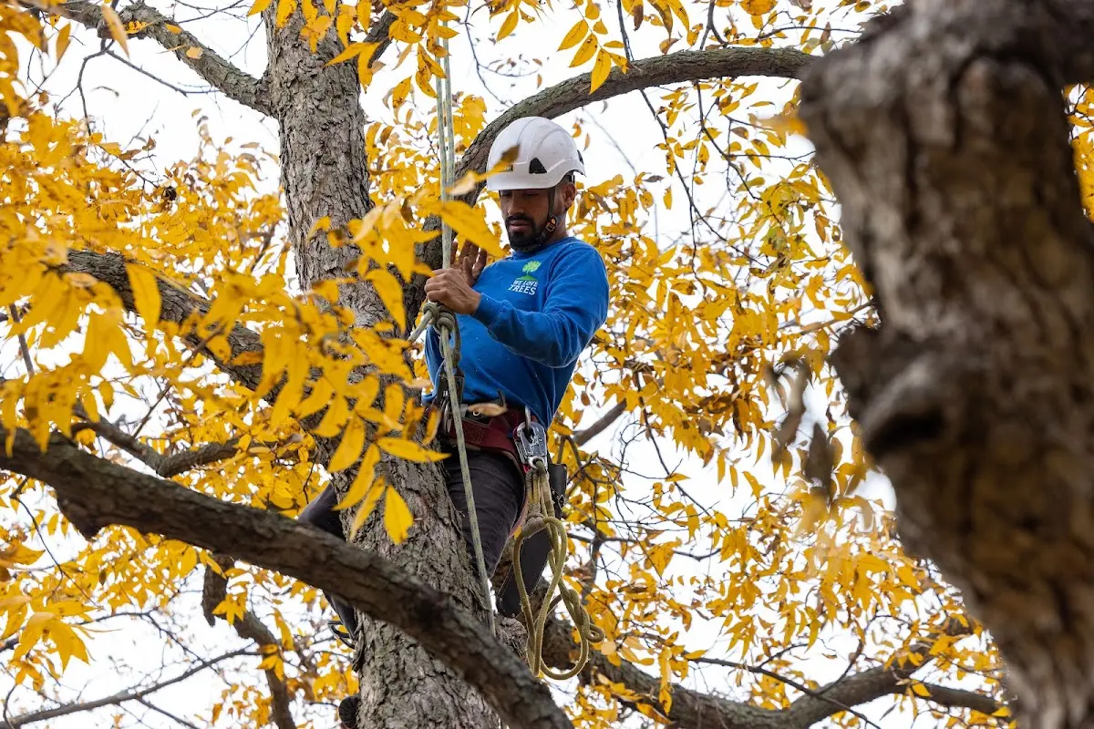 Skilled Storm Damage Cleanup crew working in Sunfield