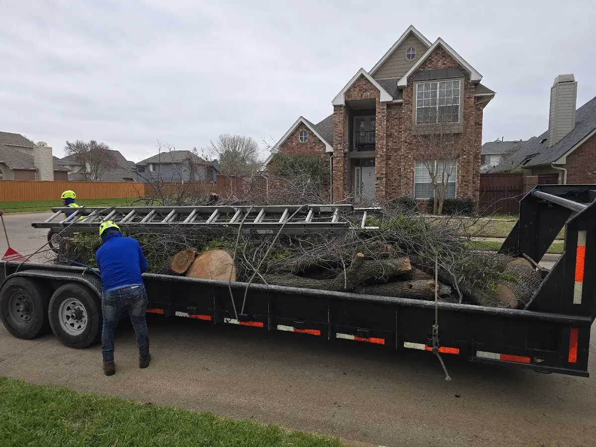 Expert Tree Removal with proper safety equipment in Sunfield